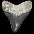 Sharp, Megalodon Tooth - Georgia #37613-2